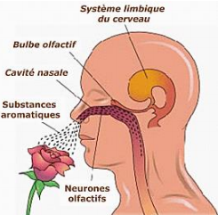 L'odorat